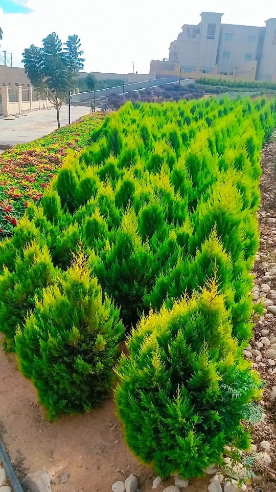 Landscape project